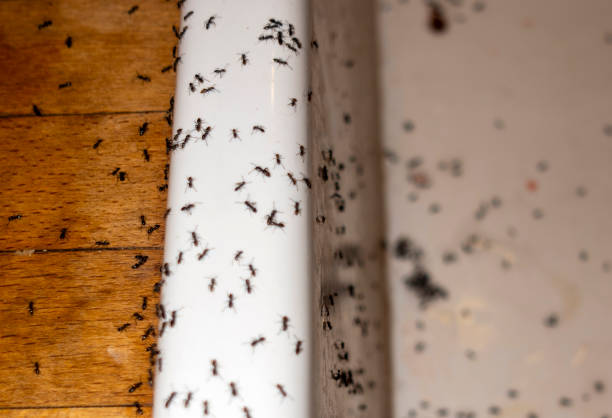 Best Ant Control Services  in Decatur, IL